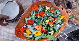 Stush in the Bush